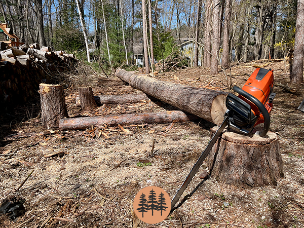 split-rail-fence-construction-felled-white-pine