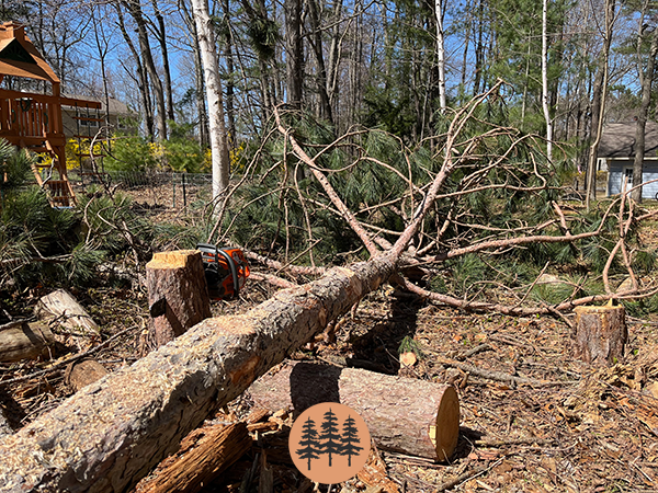 split-rail-fence-construction-limbing-felled-white-pine